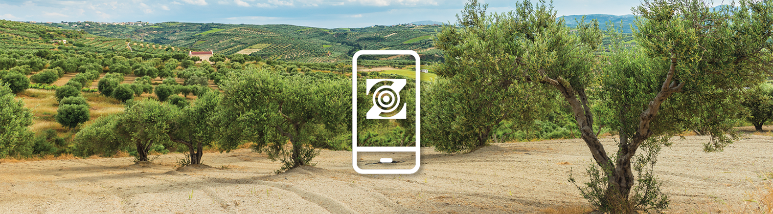 Blockchain solutions for olive traceability and supply chain transparency
