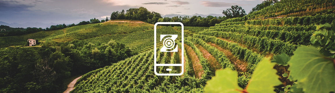 Blockchain solutions for wine traceability and supply chain transparency
