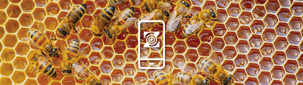 Blockchain solutions for honey traceability and supply chain transparency