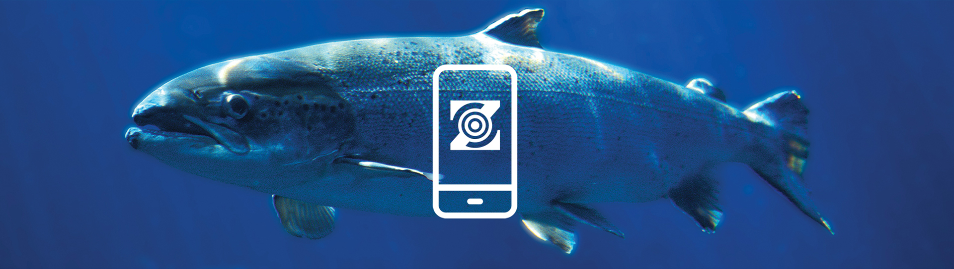 Blockchain solutions for salmon traceability and supply chain transparency