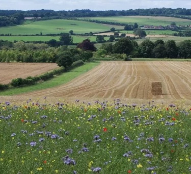 ZertiFarm agricultural wheat fields with wildflowers and rolling hills