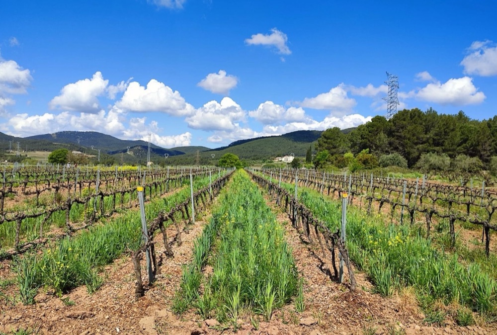 Vineyard rows with cover crops in a ZertiFarm agrifood data space